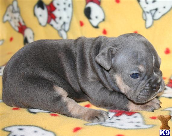 old english bulldog puppy posted by allot of bully